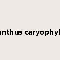 Dianthus caryophyllus是什么意思