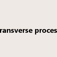 transverse process是什么意思