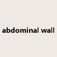 abdominal wall是什么意思