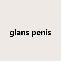 glans penis是什么意思