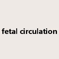 fetal circulation是什么意思