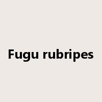 Fugu rubripes是什么意思