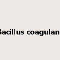 Bacillus coagulans是什么意思