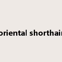 oriental shorthair是什么意思