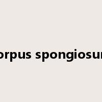 corpus spongiosum是什么意思