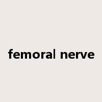 femoral nerve是什么意思
