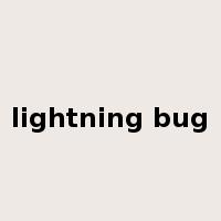 lightning bug是什么意思