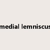 medial lemniscus是什么意思