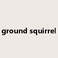 ground squirrel是什么意思