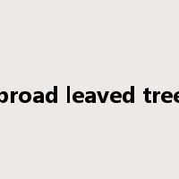 broad leaved tree是什么意思