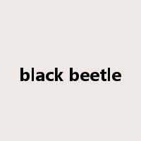 black beetle是什么意思