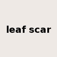 leaf scar是什么意思