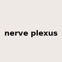 nerve plexus是什么意思