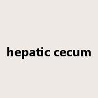 hepatic cecum是什么意思