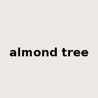 almond tree是什么意思