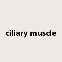 ciliary muscle是什么意思