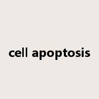 cell apoptosis是什么意思