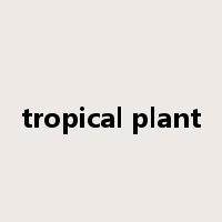 tropical plant是什么意思