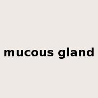 mucous gland是什么意思
