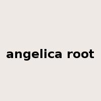 angelica root是什么意思