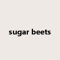 sugar beets是什么意思