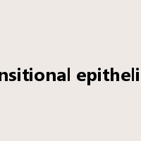 transitional epithelium是什么意思