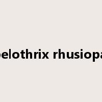 erysipelothrix rhusiopathiae是什么意思