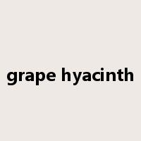 grape hyacinth是什么意思