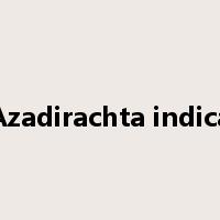 Azadirachta indica是什么意思