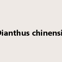 Dianthus chinensis是什么意思