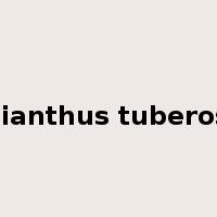 Helianthus tuberosus是什么意思