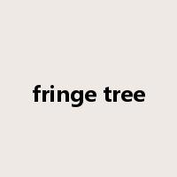 fringe tree是什么意思