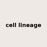 cell lineage是什么意思