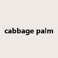 cabbage palm是什么意思