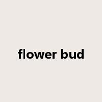 flower bud是什么意思