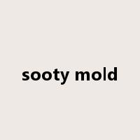 sooty mold是什么意思