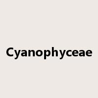 Cyanophyceae是什么意思