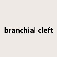 branchial cleft是什么意思