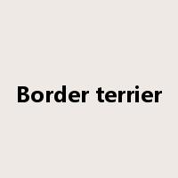 Border terrier是什么意思