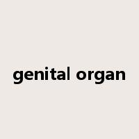 genital organ是什么意思