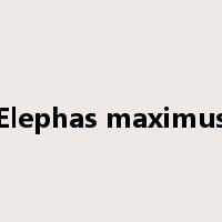 Elephas maximus是什么意思