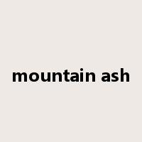 mountain ash是什么意思