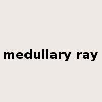 medullary ray是什么意思