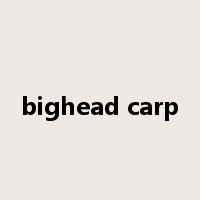 bighead carp是什么意思