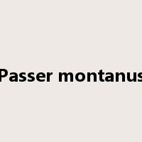 Passer montanus是什么意思