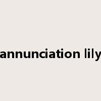 annunciation lily是什么意思