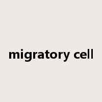 migratory cell是什么意思