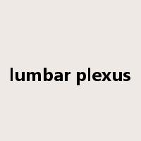 lumbar plexus是什么意思