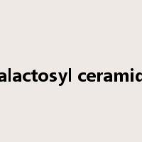 galactosyl ceramide是什么意思