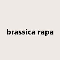 brassica rapa是什么意思
